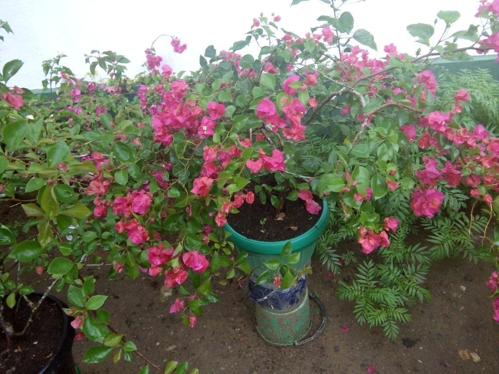 Little Pink House Apartment มิริสซา ภายนอก รูปภาพ